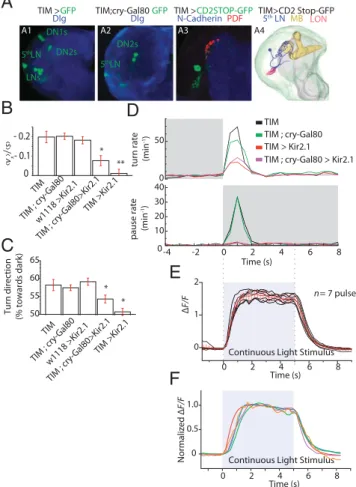 Fig. 8. Segregation of photosensory responses occurs at the ﬁ rst relay. (A) (1 and 2) Projection pattern of the neurons expressing UAS-CD8::GFP under the control of tim-Gal4 (A1, labeling all LNs, DN2s, and DN1s) or tim-Gal4, cry-gal80 (A2, labeling the ﬁ