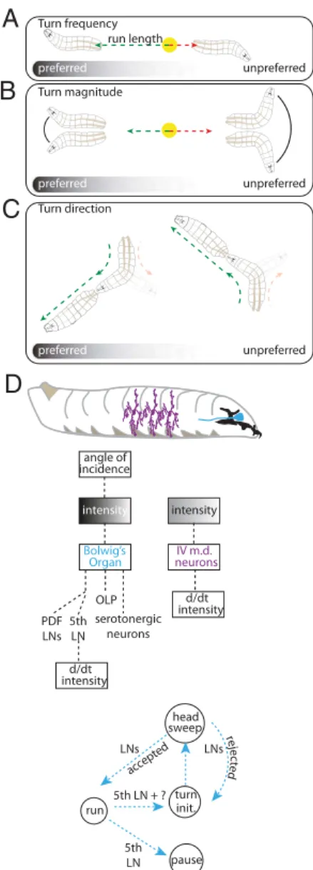 Fig. 9 summarizes the sensorimotor structure of larval photo- photo-taxis. Larvae modulate their frequency of turning based on temporal changes in light intensity