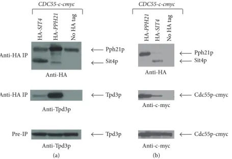 Figure 6: Immunoprecipitation of HA-Sit4p reveals novel interactors. Equal amounts of protein extracts were immunoprecipitated with magnetic beads coated with anti-HA antibodies, and the precipitates were then subjected to Western blotting and probed with 