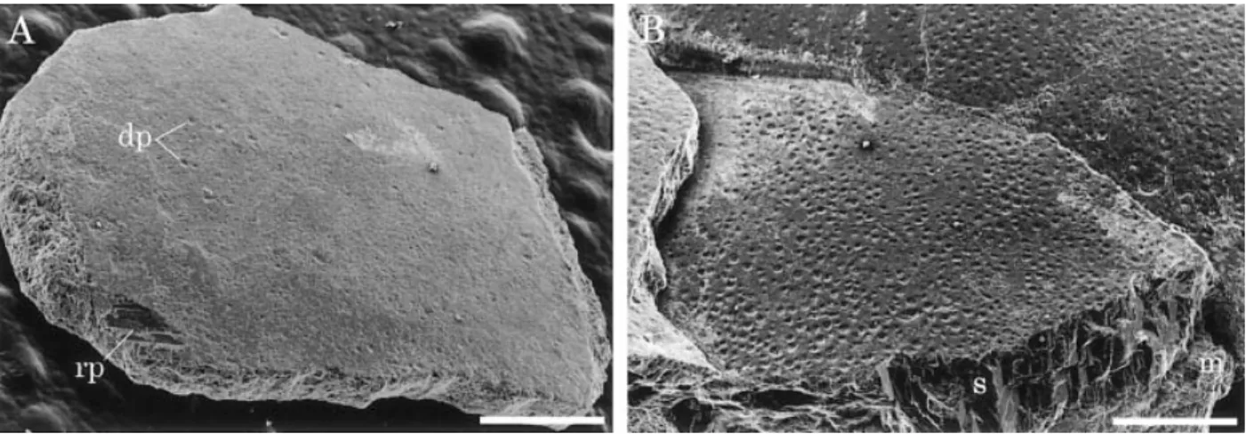 Figure 3. Outer shell surface of eggshell fossils. A. An isolated eggshell fragment (SBEI-290)
