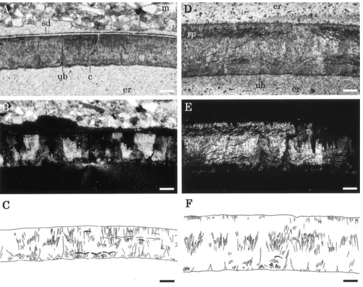 Figure 4. Radial thin sections of eggshell fossils. A. SBEI-274 viewed under ordinary light