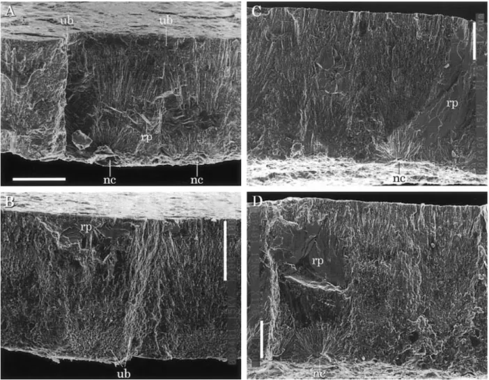Figure 5. Fractured radial surface of eggshell fossils. A, B. SBEI-290. C, D. SBEI-885
