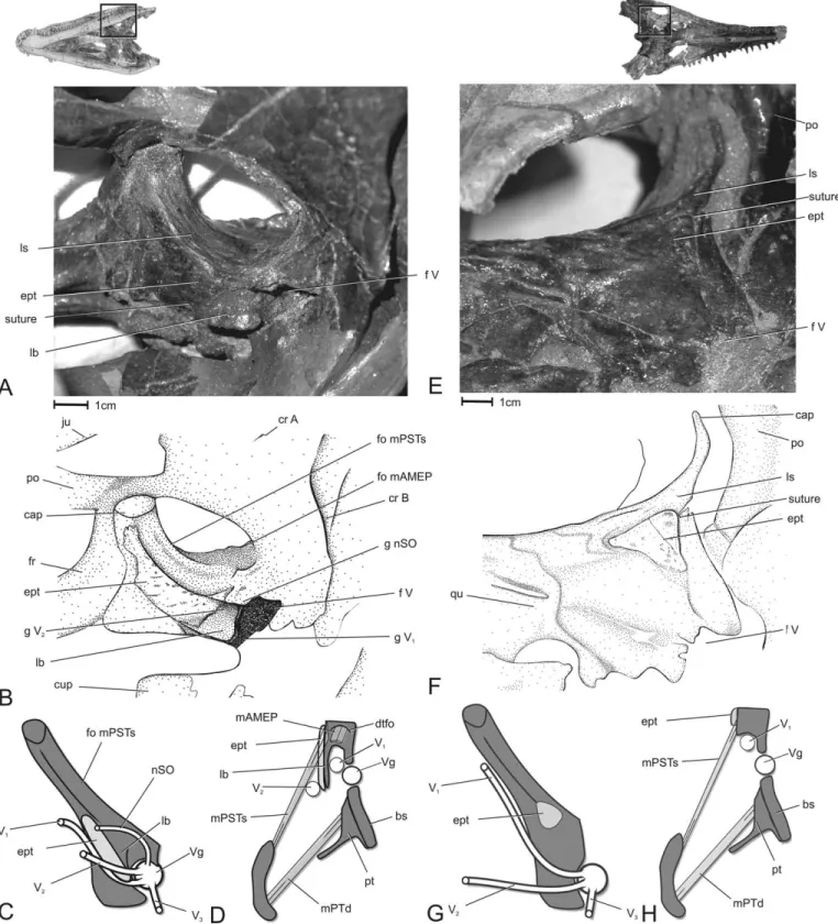 FIGURE 11. Orbitotemporal region of the eusuchian Leidyosuchus canadensis and Eosuchus minor