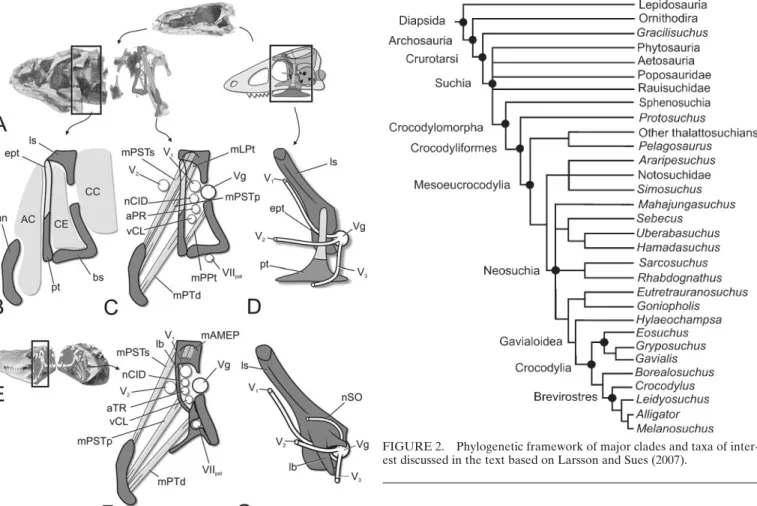 FIGURE 2. Phylogenetic framework of major clades and taxa of inter- inter-est discussed in the text based on Larsson and Sues (2007).