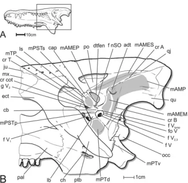 FIGURE 4. Variation in the trigeminal nerves and relevant structures in extant crocodylians