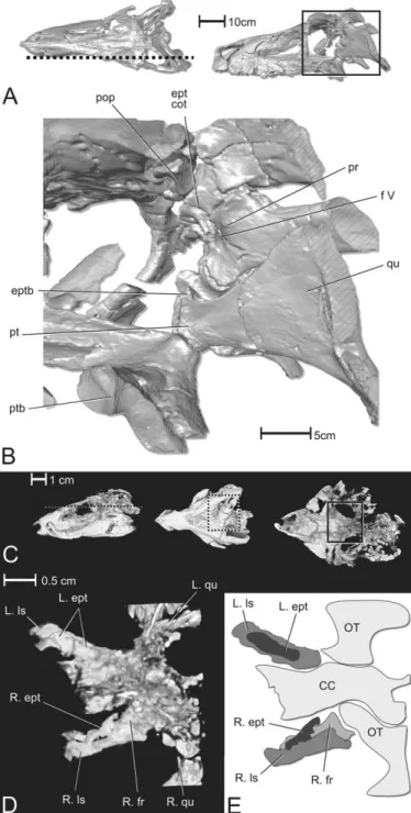 FIGURE 5. Orbitotemporal regions of the rauisuchian Saurosuchus galilei (PVSJ 32) and the protosuchian Protosuchus richardsoni (MCZ 6727) illustrated with CT data