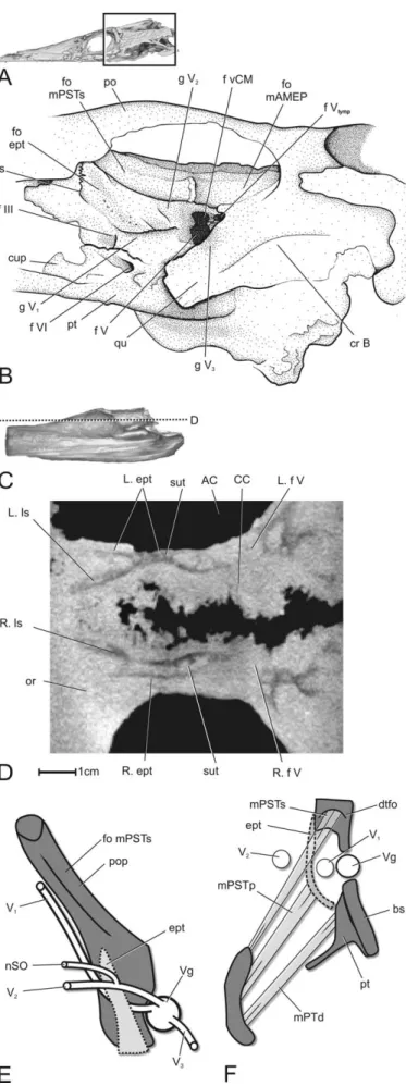 fig. 18), rostral to the dorsal wing of the quadrate process of the pterygoid, which is very similar to the condition in cf