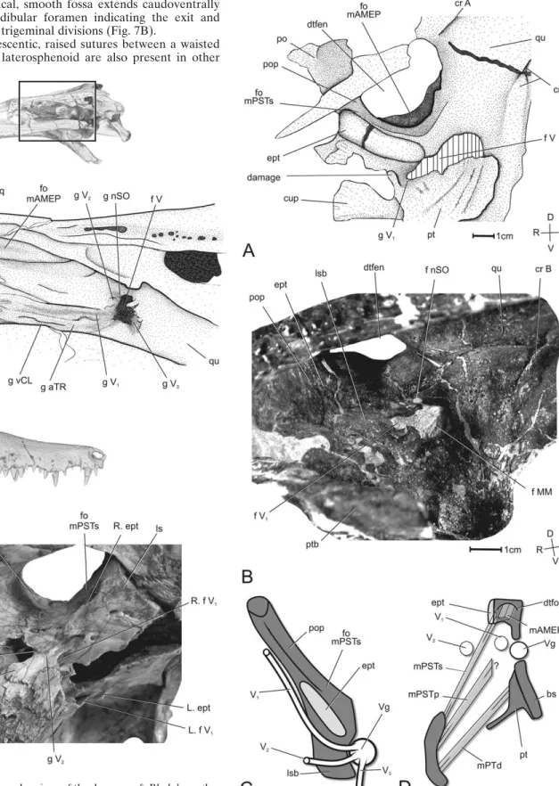 FIGURE 9. Orbitotemporal regions of the dyrosaur cf. Rhabdognathus and the sebecid Hamadasuchus rebouli