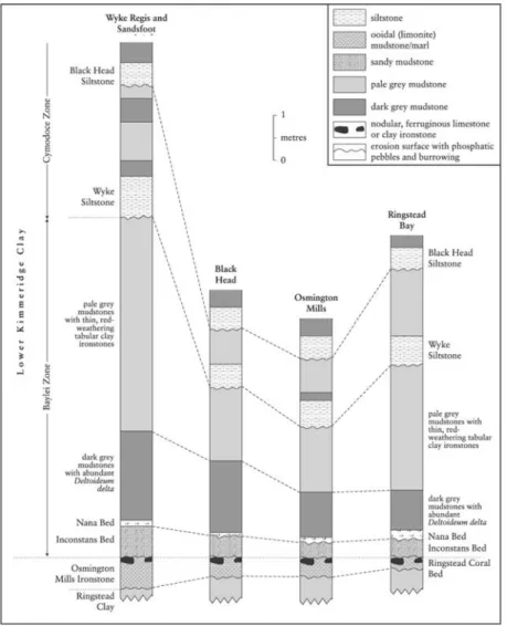 Figure 2.23: Correlation of the basal beds of the Kimmeridge Clay exposed at Wyke Regis, Sandsfoot, Black Head, Osmington Mills and Ringstead Bay (based on Cox and Gallois, 1981, fig