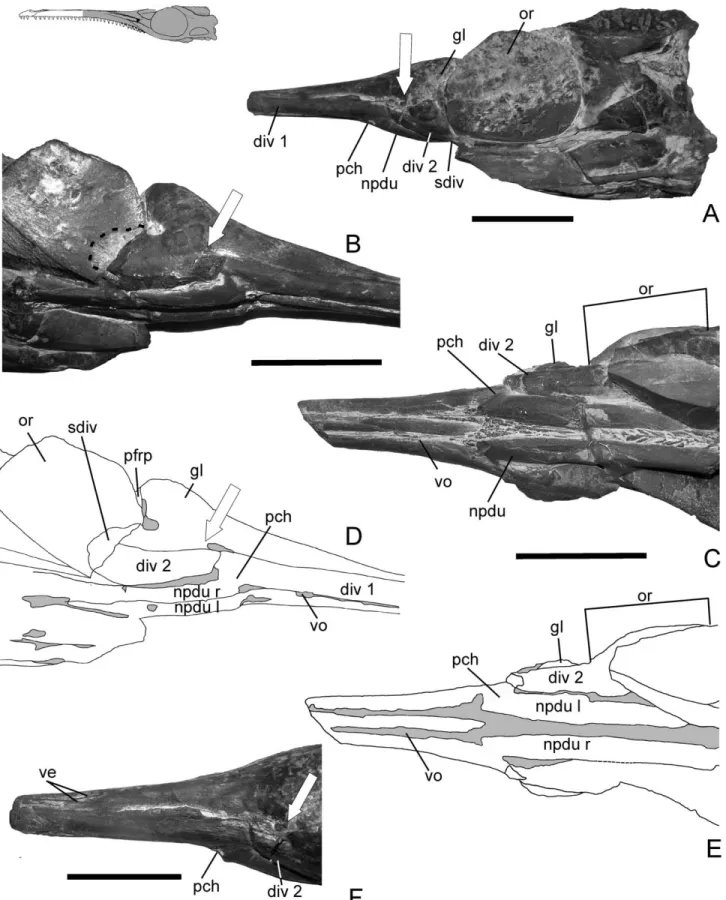 FIGURE 1. Natural cast of Geosaurus araucanensis (MLP 76-XI-19-1). A, left lateral view; B, right lateroventral; C, ventral view; D, line drawings of B; E, line drawings of C; F, left laterodorsal view