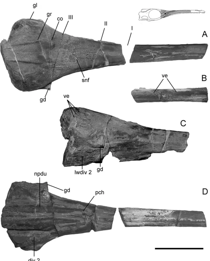 FIGURE 2. Natural cast of Geosaurus araucanensis (MLP 84-V-1-1). A, dorsal view; B, anterior fragment in left lateral view; C, right lateral view;