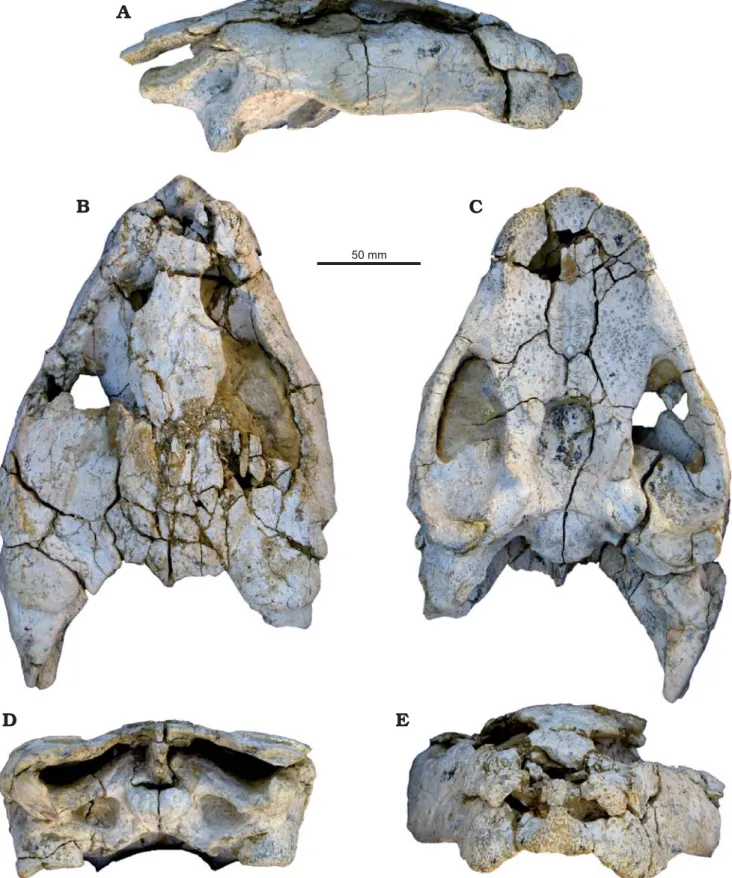 Fig. 2. Photographs of the skull of eucryptodiran turtle Angolachelys mbaxi gen. et sp