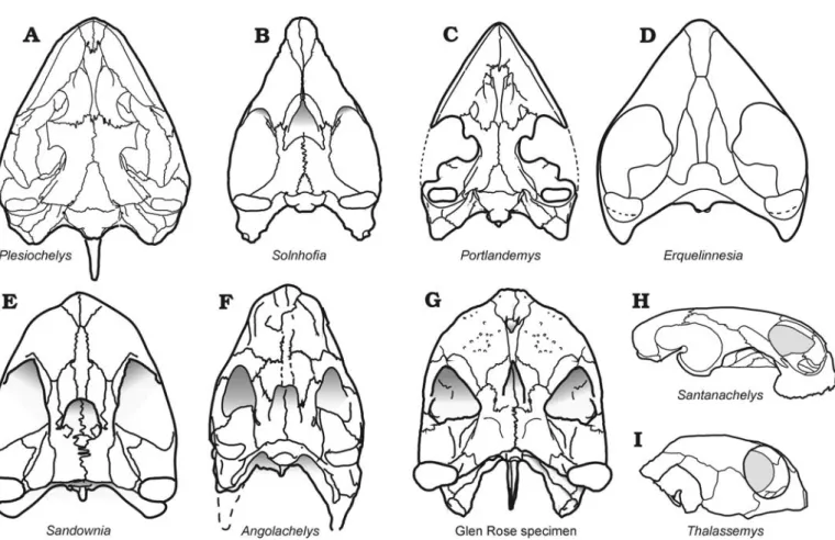 Fig. 4. Skulls of basal eucryptodires in ventral view (except Santanachelys and Thalassemys depicted in right lateral view)