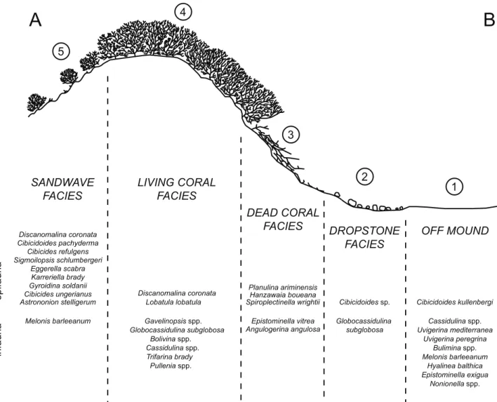 Figure 2.4 Model representing the distribution of benthic foraminiferal assemblages, based on the nMDS ordination, along the A-B  transect