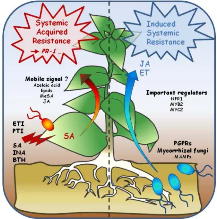 Figure  4.  Model for the systemically induced immune responses. 