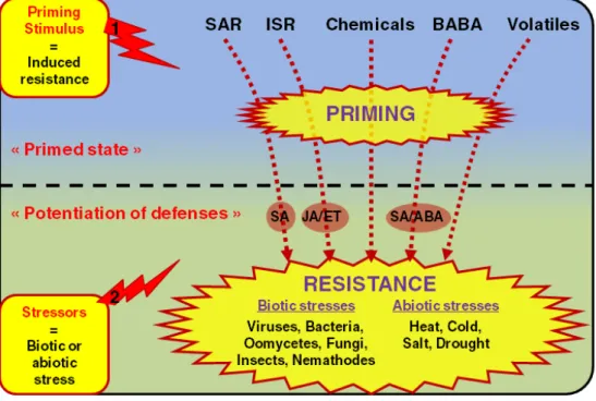 Figure  5.  Model of different priming phenomena 