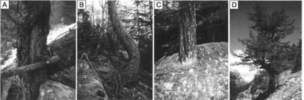 Abb. 1: Àusserlich sichtbarer Einfluss geomorphologischer Prozesse auf Bäume. A. Verletzung durch  Steinschlag