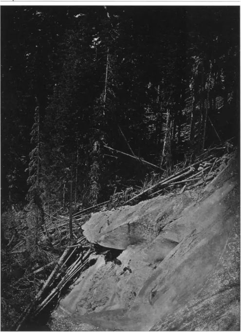 Abb. II: Zungenende des Grossen Alelschglelschers am 6. September 1850. Das Eis drückt hoch- hoch-stämmigen Wald um (Foto: Camille Bernabé, ETH-Bibliothek Zürich, Bildarchiv) 
