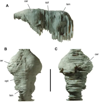 Figure 10. Endocast of the crocodyliform Anatosuchus minor. Endocast (UCRC PVC2) prototyped  from a computed-tomography scan of skull MNN GAD18