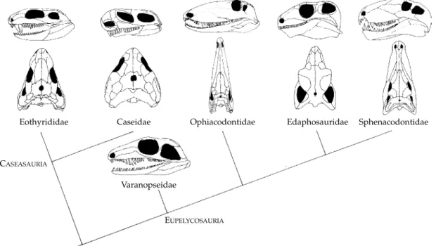 Figure 3.3 Phylogeny of the families of pelycosaurs (Kemp 1988).