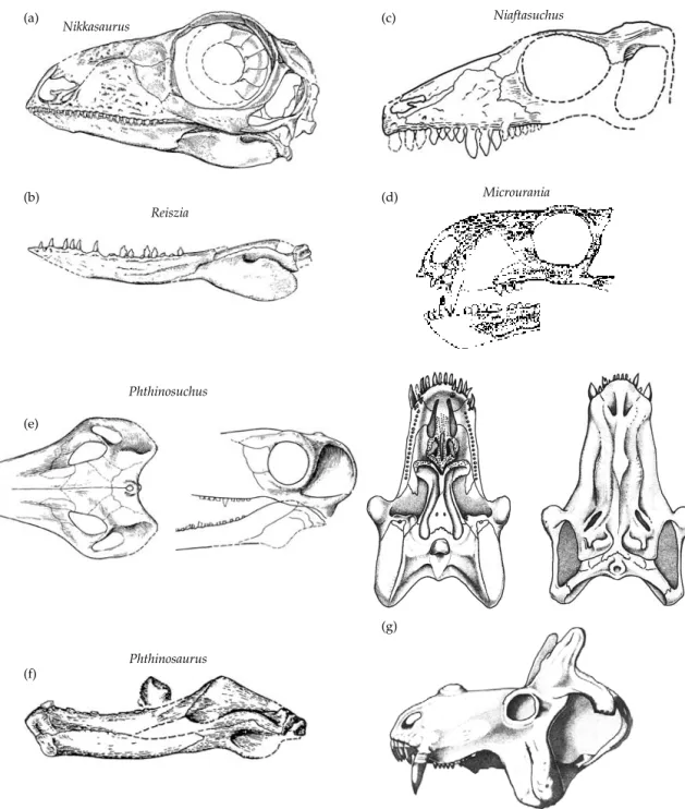 Figure 3.7 Problematic early therapsids. (a) Skull of Nikkasaurus tatarinovi in lateral view (Ivakhnenko 2000b)