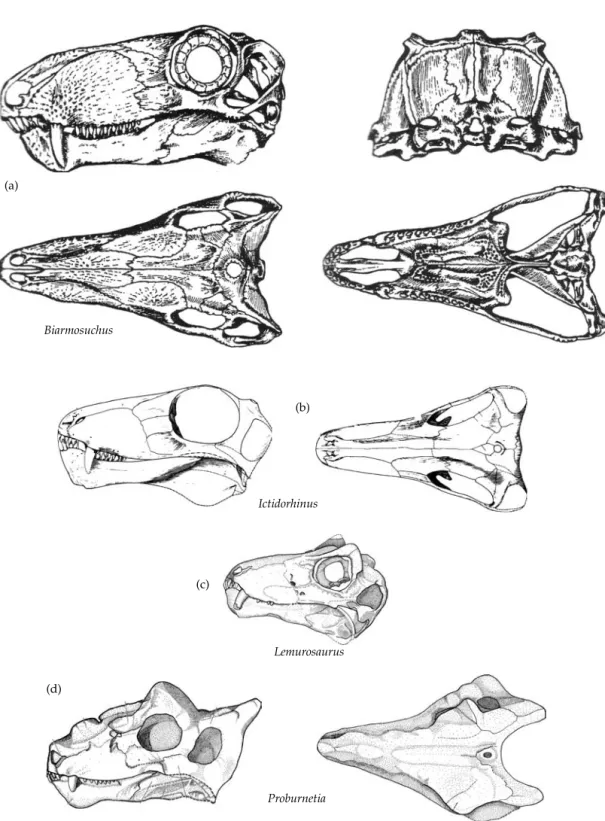 Figure 3.8 Biarmosuchians. (a) Skull of Biarmosuchus tener in lateral, posterior, dorsal and ventral views