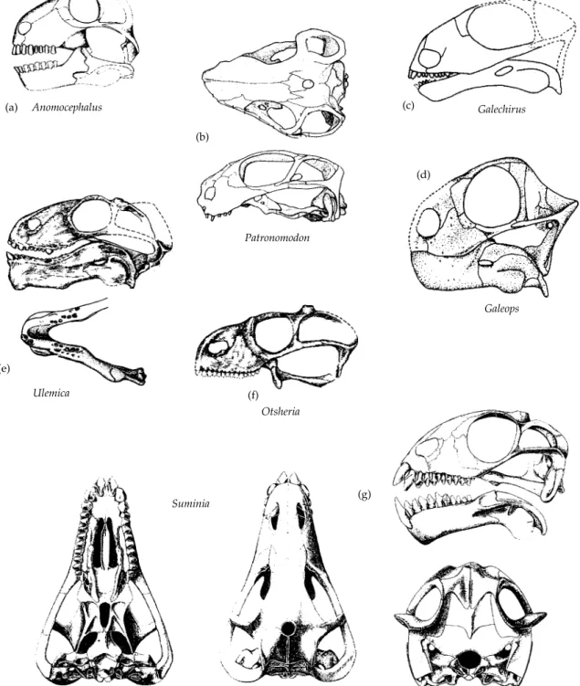 Figure 3.11 Basal anomodonts. (a) Anomocephalus: actual size 20 cm long (Modesto et al