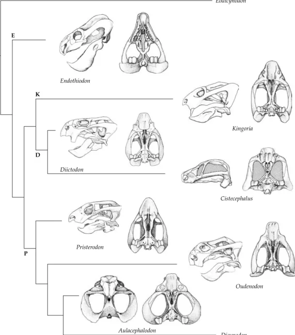 Figure 3.13 Phylogeny of the main groups of Permian dicynodonts, based on King (1988).