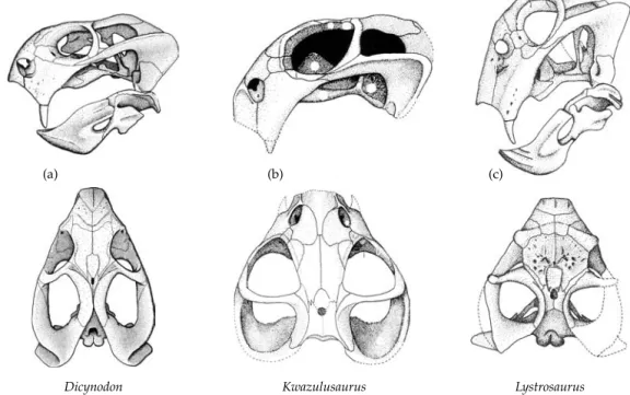 Figure 3.14 Triassic dicynodonts. (a) Dicynodon (King 1990). (b) Kwazulusaurus shakai (Maisch 2002)