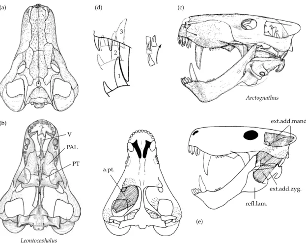 Figure 3.15 Gorgonopsian skull and jaw mechanism. (a), (b) Skull of  Leontocephalus intactus in dorsal and ventral view