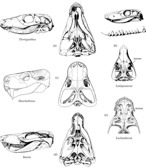 Figure 3.18 Therocephalian diversity. (a) Skull of the whaitsiid Theriognathus. Skull length approx