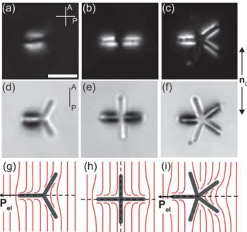 Fig. 2 Optical microscopy images showing metastable con ﬁ gurations under crossed polarizers (a – c) and parallel polarizers (d – f)