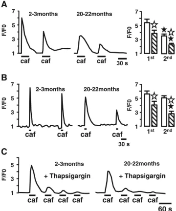 Fig. 3 Ca 2+ store refilling in PCA from young and old mice. a – b On the left, two consecutive caffeine-evoked Ca 2+ responses separated by 60 s (a) or 210 s; on the right, mean of maximal amplitude of evoked Ca 2+ responses in young (open bars) and old (