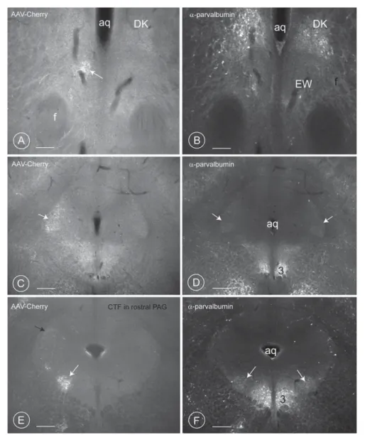 Figure 7. Distribution of terminal fields in the rostral PAG of mice. Three different levels of the mesencephalic PAG are reproduced, from the most rostral (A: Bregma 2 2.54), to the most caudal (F: Bregma 2 4.30)