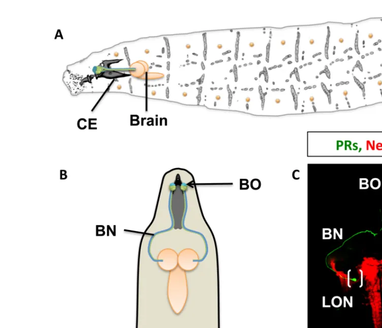 FIGURE 1 | The visual system of the Drosophila larva. (A) Complete overview of Drosophila larva showing the localization of the larval eye and projection to the central brain