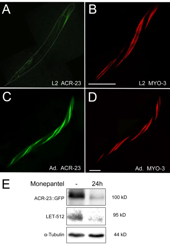 Figure 2. ACR-23 protein during C. elegans development. A) L2 larva expressing a acr-23::gfp transgene