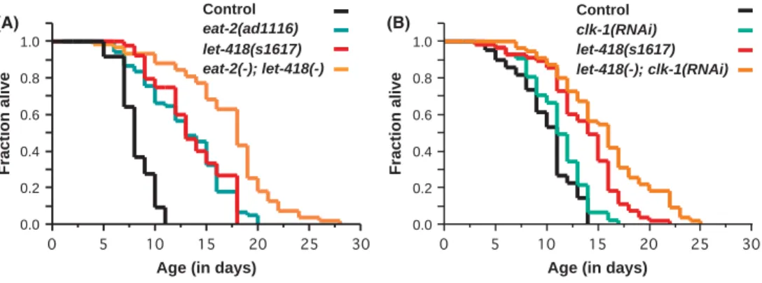 Fig. 4 LET-418 is not required for eat-2- eat-2-and clk-1-induced lifespan extension. (A) let-418 knockdown further extends the lifespan of long-lived eat-2(ad1116) mutants (P &lt; 0.0001) and that of control worms (P &lt; 0.0001)