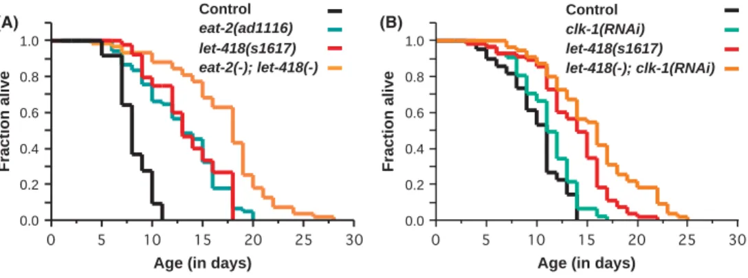 Fig. 4 LET-418 is not required for eat-2- eat-2-and clk-1-induced lifespan extension. (A) let-418 knockdown further extends the lifespan of long-lived eat-2(ad1116) mutants (P < 0.0001) and that of control worms (P < 0.0001)