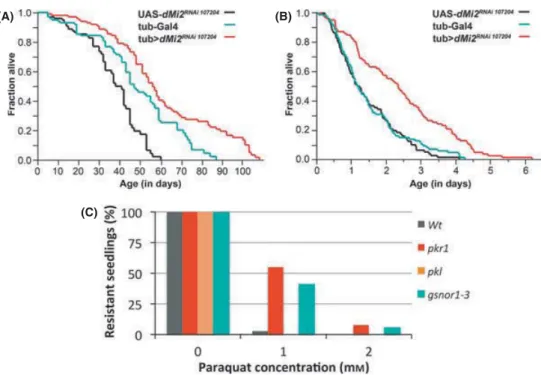 Fig. 6 The involvement of Mi-2 in regulating lifespan and stress resistance is evolutionarily conserved