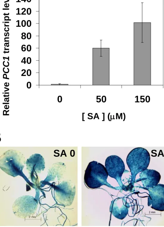 Figure S4. PCC1 expression is induced by SA. (A) Levels of PCC1 transcripts were quatified   by RT-qPCR from total RNA extracted from Col-0 seedlings treated with the indicated SA  concentration