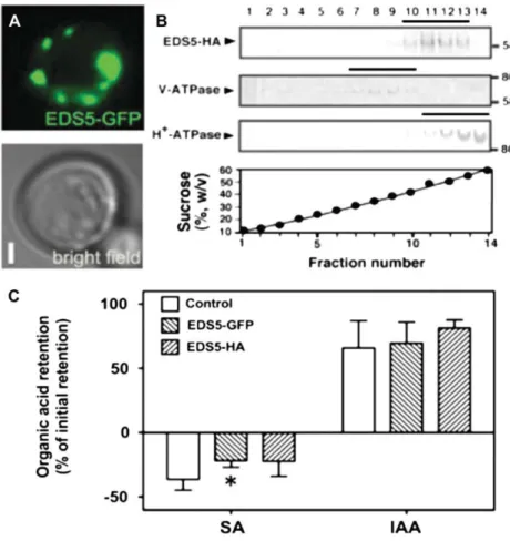 Figure 4. EDS5 catalyzes the speciﬁc transport of SA in yeast. A, EDS5-GFP is localized on small, punctate vesicles surrounding the plasma  mem-brane of Saccharomyces cerevisiae
