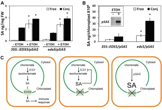 Figure 5. Free and conjugated SA accumulate in the chloroplasts of eds5 mutants overproducing SA