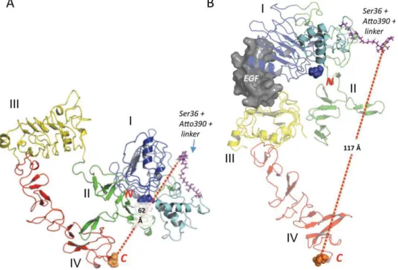 Figure 1. Schematic of the experimental design. Stick representa- representa-tions of full-length EGFR in the unliganded and inhibited  conforma-tion (left) and liganded dimer (right); adapted from illustraconforma-tions in Ferguson (15)