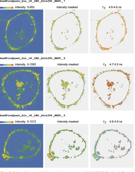 Figure 5. Gallery of images of cells labeled with donor and acceptor (0.5 m M NR12S). Details as in Figure 4.