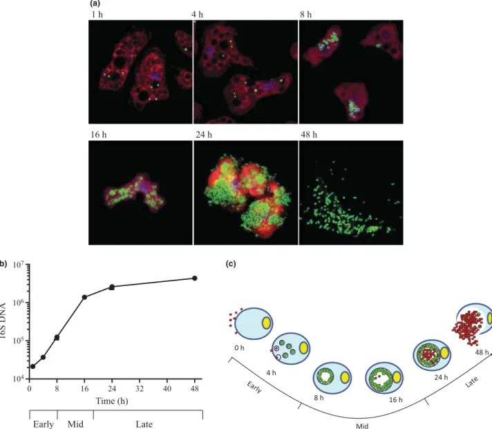 Fig. 1 Temporal characterization of the replicative cycle. (a) Acanthamoeba castellanii were infected with Parachlamydia acanthamoebae at a MOI of 10 to obtain an amebal infectious rate of nearly 100% ensuring that only a single infectious cycle occurred i