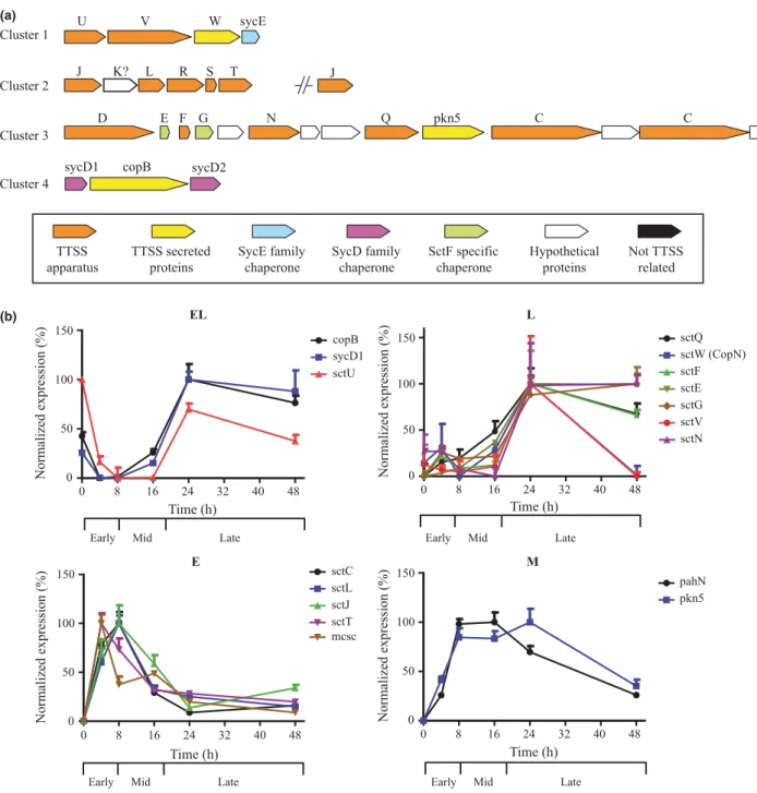 Fig. 3 Temporal transcriptional expression of T3SS genes. (a) Genetic organization of identiﬁed T3SS genes [adapted from (Greub et al., 2009)].