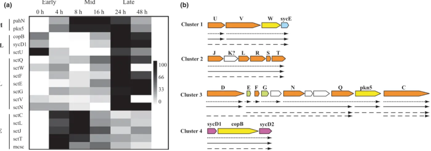 Fig. 4 Transcriptional expression cluster analysis of T3SS genes. (a) The highest degree of expression of each gene measured at different time of the infectious cycle was normalized to 100 and the lowest to 0 to generate a matrix of transcriptional express