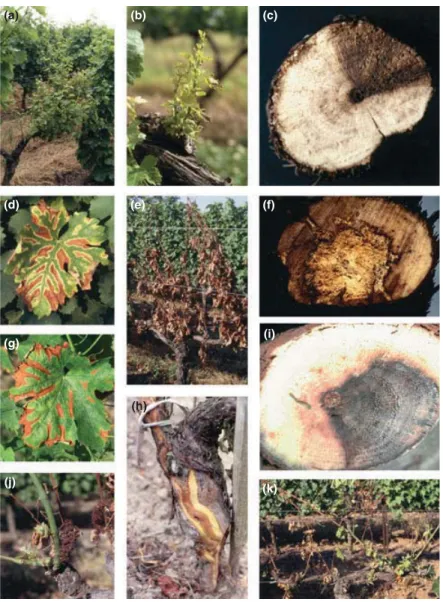 Figure 1 Typical symptoms of eutypa dieback, esca and botryosphaeria dieback in leaves and wood of Chardonnay grapevines
