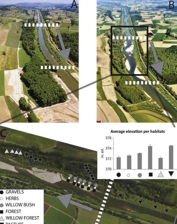 Fig. 1. Thur River (A) before (June 2001), and (B) after the 2002 restoration (May 2004); (C) aerial view of the study site in 2008 showing the plots, and the average elevation of each habitat