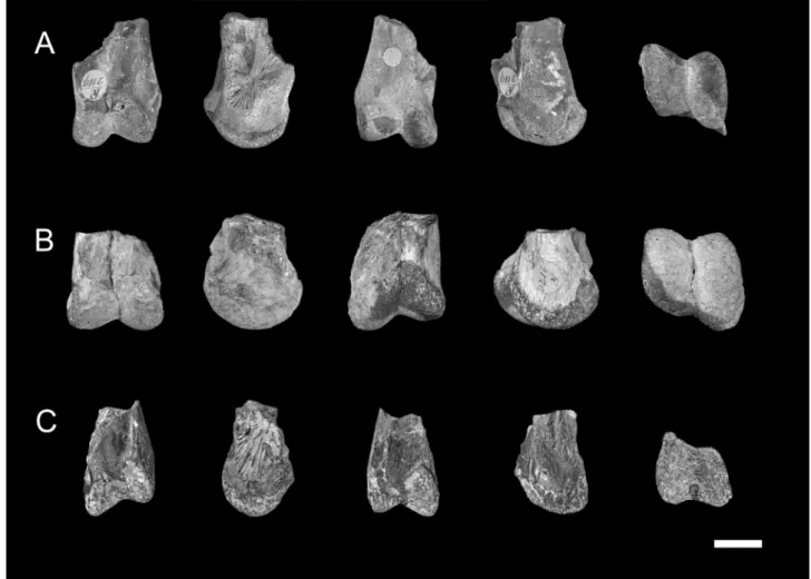Figure 1. Mawsonia gigas (Osteichthyes, Coelacanthidae) quadrate bones from the Recôncavo Basin, Lower Cretaceous, in views (from left to right):  lateral, anterior, mesial, posterior and distal